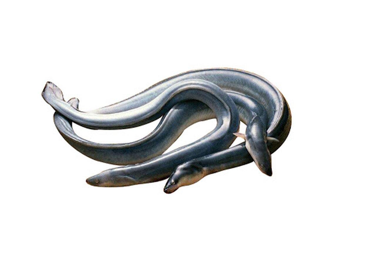 live-white-eel