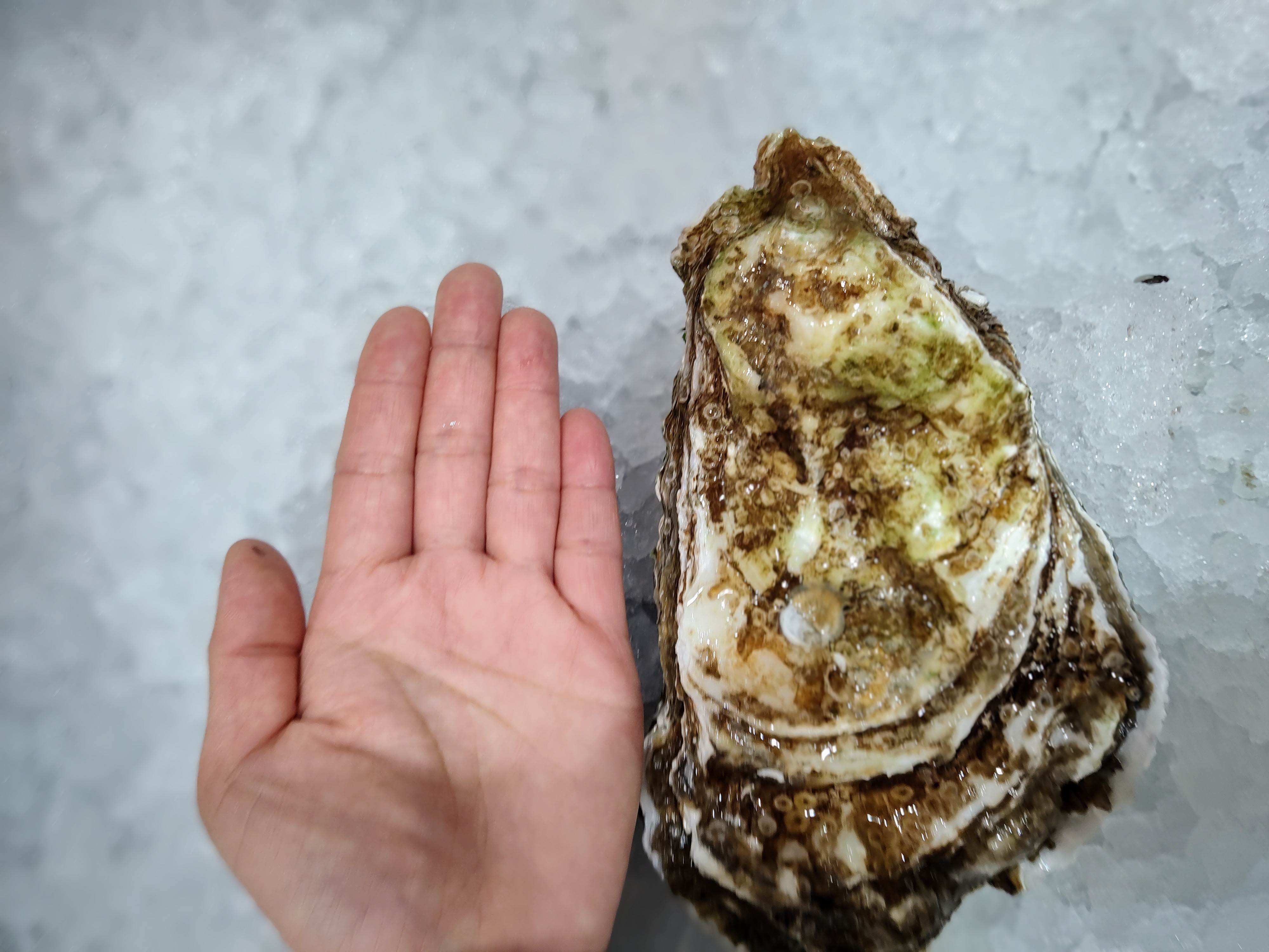 shell-on-oyster