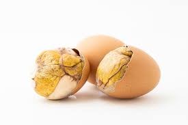 balut-chicken-inside-egg