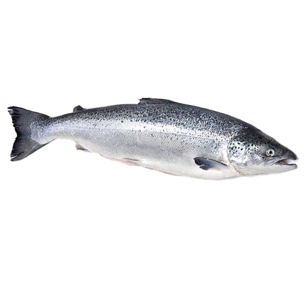 whole-salmon-slicing-request-available