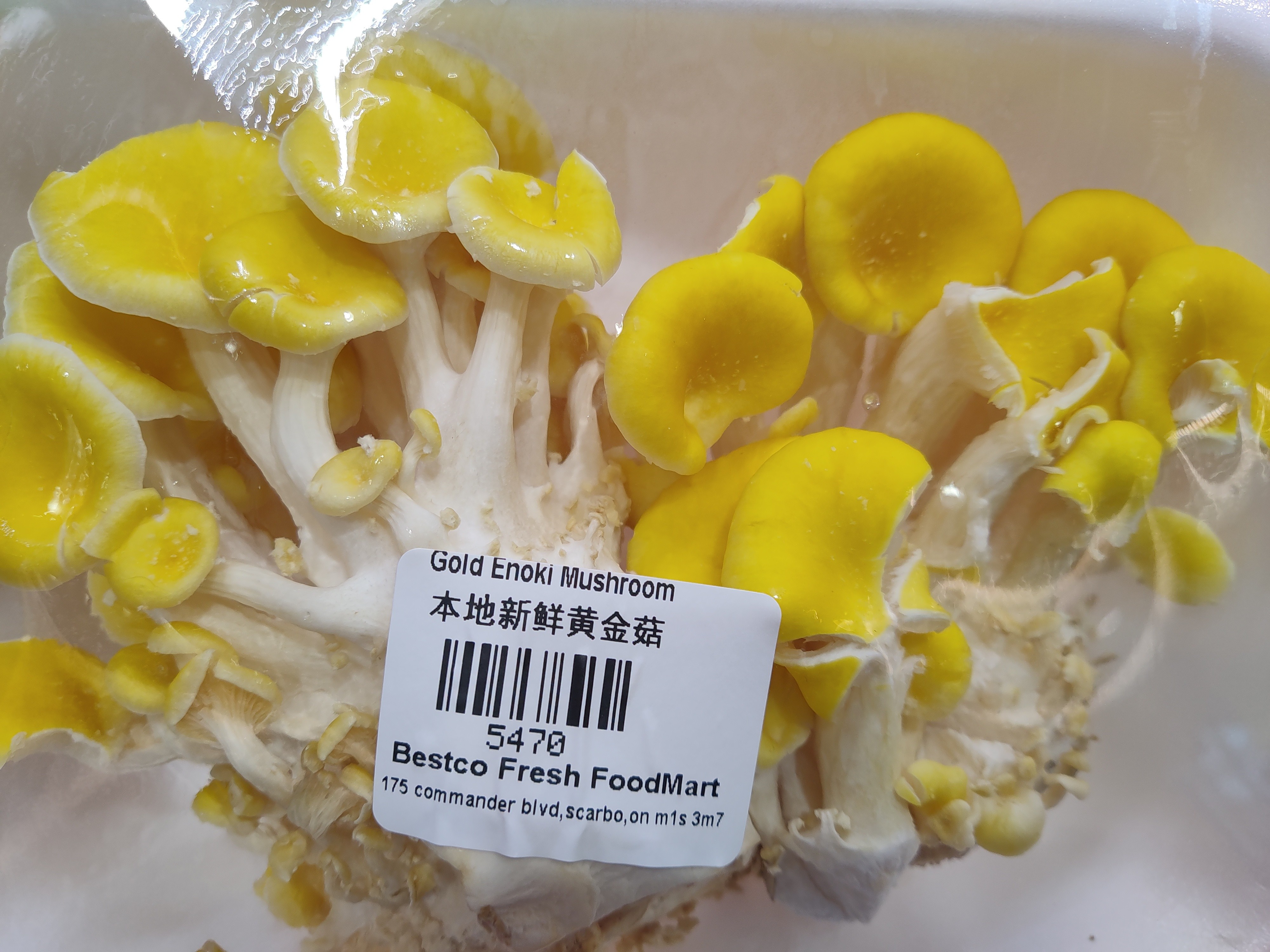 gold-enoki-mushroom