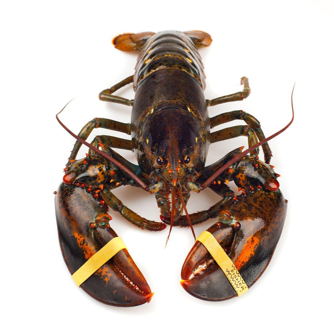 canadian-lobster